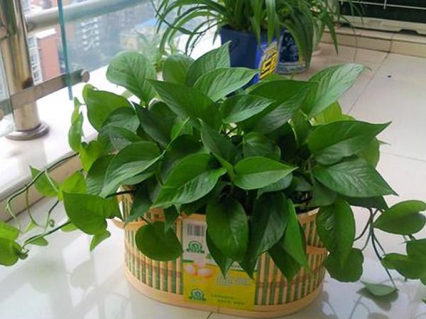 剛剛裝修完朋友讓買盆綠蘿去污染，綠蘿真的有用嗎？